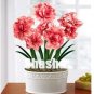 Fresh 100PCS Rose Red Pink Bi color Amaryllis Seeds