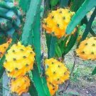 Fresh Yellow Dragon Fruit Seeds