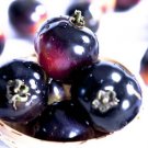 Fresh Giant Tomato Black Red Organic Fruit Seeds