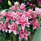 Fresh Hybrid Daylily Flowers Seeds