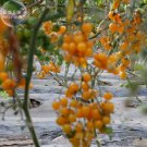 Fresh Cherry Tomato Mini Golden Round Fruit Seeds