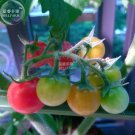 Fresh Rainbow Tomato Truss Cherry fruit Seeds