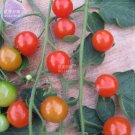 Fresh Sweetie Tomato Cherry Fruit Seeds