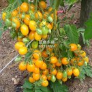 Fresh Cherry Tomato Yellow Grape Fruit Seeds