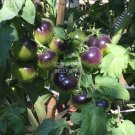 Fresh Tomato Indigo Rose Organic Fruit Seeds