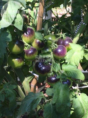 Fresh Tomato Indigo Rose Organic Fruit Seeds