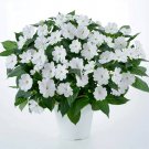 Fresh Compact White Improved Impatiens Seeds