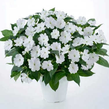 Fresh Compact White Improved Impatiens Seeds