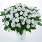 Fresh Compact White Improved Impatiens Seeds
