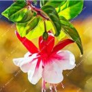 Fresh 100PCS Chinese Enkianthus Flower Seeds Red White Bi colors