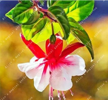 Fresh 100PCS Chinese Enkianthus Flower Seeds Red White Bi colors