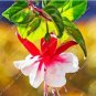 Fresh 100PCS Chinese Enkianthus Flower Seeds Red White Bi colors