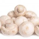 Fresh White Mushroon Seeds 200+