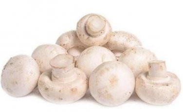Fresh White Mushroon Seeds 200+