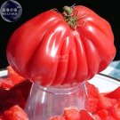 Fresh Tlacolula Pink Giant Tomato Seeds