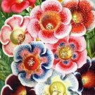 Fresh Climbing Gloxinia Flower Seeds Rainbow Colorful Flowers