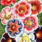 Fresh Climbing Gloxinia Flower Seeds Rainbow Colorful Flowers