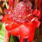 Fresh Etlingera Elatior Flower Seeds Fire Red Flowers