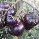 Fresh Black Striped Tomato Organic Seeds