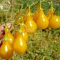 Fresh Organic Yellow Pear Cherry Tomato Fruit Seeds