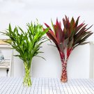 Fresh Mixed Lucky Bamboo Seeds
