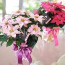Fresh Poinsettia Seeds Mixed Light and Dark Pink Flowers