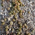 Fresh Pebble Plant Mix Cactus Lithops Succulents Living Stones Seeds