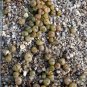 Fresh Pebble Plant Mix Cactus Lithops Succulents Living Stones Seeds