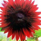 Fresh Sunflower Red Fire red to black Ornamental Flower Seeds