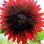 Fresh Sunflower Red Fire red to black Ornamental Flower Seeds