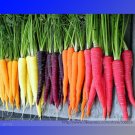 Fresh Heirloom Rainbow Yellow White Purple Orange Red Carrot Vegetable Mixed Seeds