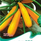 Fresh Yellow Zucchini Summer Squash Cucurbita Pepo Vegetable Seeds