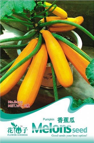 Fresh Yellow Zucchini Summer Squash Cucurbita Pepo Vegetable Seeds