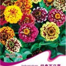 Fresh Mix Youth And Old Age Zinnia Elegans Flower Seeds