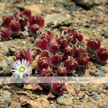 Fresh Mesembryanthemum Crystallinum Crystalline Ice Plant Seeds
