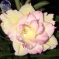 Fresh Jin Chan Adenium Desert Rose 2 Seeds 5 layer
