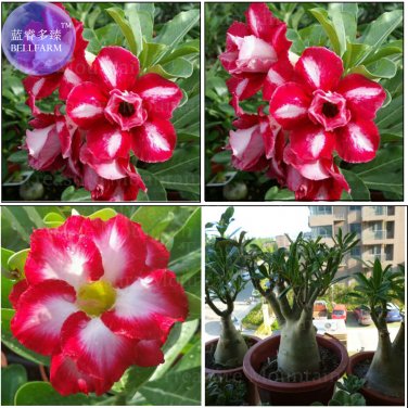 Fresh Mixed 2 Kind of Adenium Desert Rose 2 Seeds 3 layer