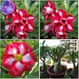 Fresh Mixed 2 Kind of Adenium Desert Rose 2 Seeds 3 layer