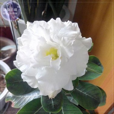 Fresh  western saint Adenium Desert Rose Seeds 2 Seeds 7 layer white petals