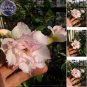 Fresh Rare shy pink girl Adenium Desert Rose Seeds