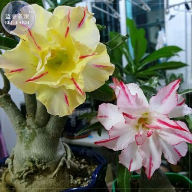 Fresh Mixed the star Adenium Desert Rose 2 Seeds 4 layers