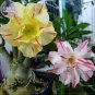 Fresh Mixed the star Adenium Desert Rose 2 Seeds 4 layers
