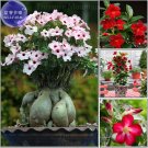 Fresh Mixed Pink Crimson Red Adenium Desert Rose 2 Seeds single big headed flowers