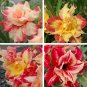 Fresh Girl Colorful Adenium Desert Rose 2 Seeds