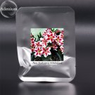 Fresh Adenium New Korhairuy Desert Rose Seeds Al Pack 2 Seeds Perennial Garden s