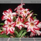 Fresh Border Gem Adenium Obesum Flower Seeds 2 Seeds/Pack Perennial Desert Rose
