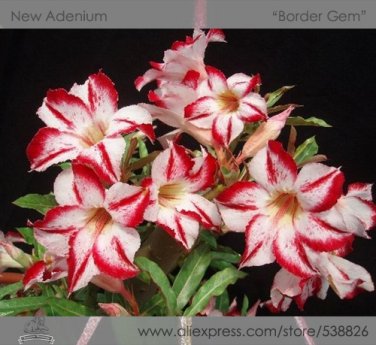 Fresh Border Gem Adenium Obesum Flower Seeds 2 Seeds/Pack Perennial Desert Rose