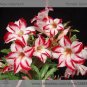 Fresh Border Gem Adenium Obesum Flower Seeds 2 Seeds/Pack Perennial Desert Rose