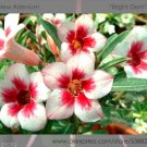 Fresh Bright Gem Adenium Obesum White Red Herat Desert Rose Seeds 2 Seeds / Pack
