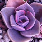 Fresh Echeveria Purple Pearl Seeds